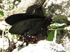 Parides alopius