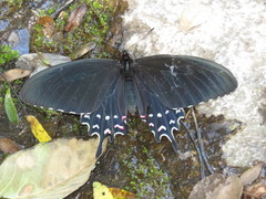 Parides alopius