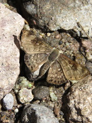 Apodemia hypoglauca hypoglauca