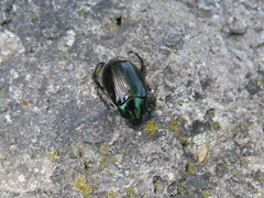 Paranomala cincta