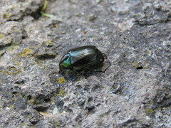 Paranomala cincta
