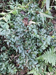 Vaccinium bracteatum