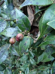 Vaccinium bracteatum