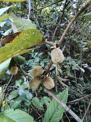 Actinidia eriantha