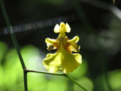 Oncidium suave