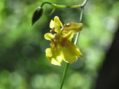 Oncidium suave