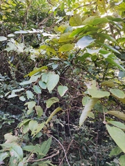 Actinidia eriantha