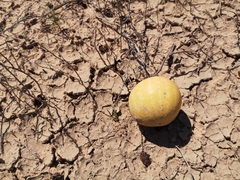 Citrullus colocynthis