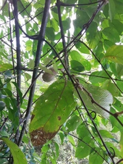 Actinidia eriantha