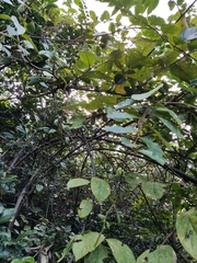 Actinidia eriantha