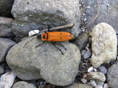 Chauliognathus togatus