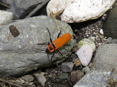 Chauliognathus togatus