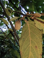 Actinidia eriantha