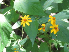 Hymenostephium cordatum