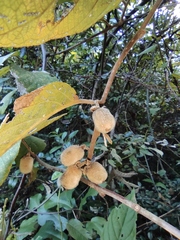 Actinidia eriantha