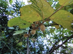 Actinidia eriantha