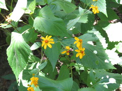 Hymenostephium cordatum