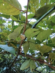 Actinidia eriantha
