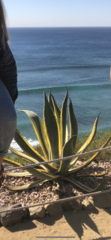 Agave