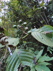 Mussaenda philippica