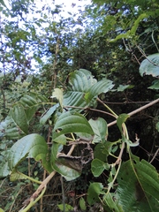 Mussaenda philippica