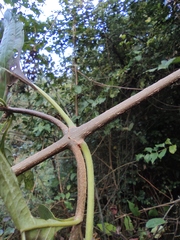 Mussaenda philippica