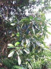 Tabernaemontana cerifera