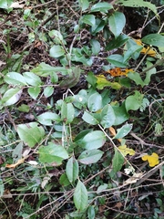Vaccinium bracteatum