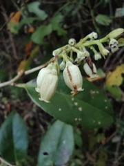 Vaccinium bracteatum