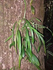 Bulbophyllum longiflorum