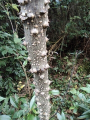 Zanthoxylum ailanthoides ailanthoides