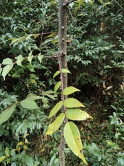 Zanthoxylum ailanthoides ailanthoides