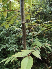 Zanthoxylum ailanthoides ailanthoides