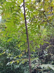 Zanthoxylum ailanthoides ailanthoides