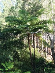 Sphaeropteris intermedia