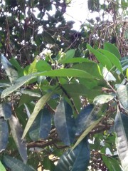 Tabernaemontana cerifera