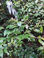 Vaccinium bracteatum