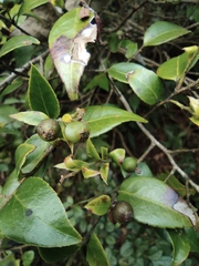 Vaccinium bracteatum