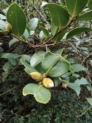 Camellia oleifera