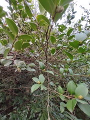 Camellia oleifera