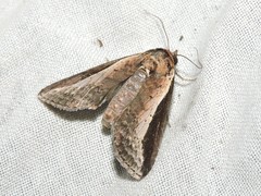 Lophoptera