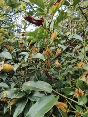 Clematis lasiandra