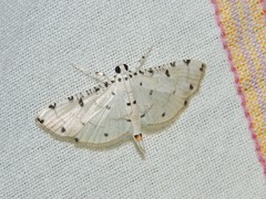 Pycnarmon cribrata