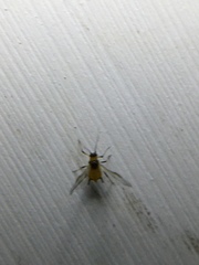 Aphididae