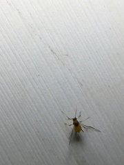 Aphididae