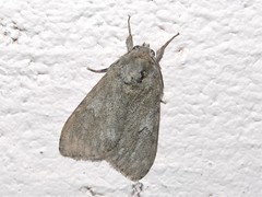 Lymantria nussi
