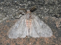 Lymantria nussi