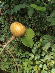 Camellia oleifera