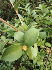 Camellia oleifera