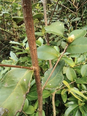 Camellia oleifera